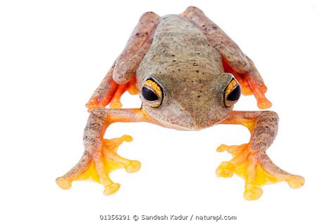 Stock Photo Of Twin Spotted Gliding Frog Rhacophorus Bipunctatus