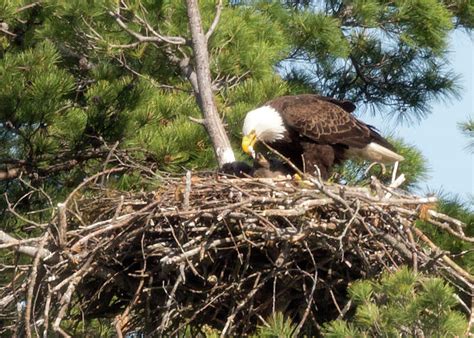 Bald Eagle Feeding Baby Photograph by Brian Hale - Pixels