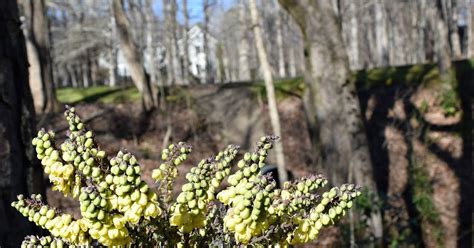 Using Georgia Native Plants Winter Weeds In The South