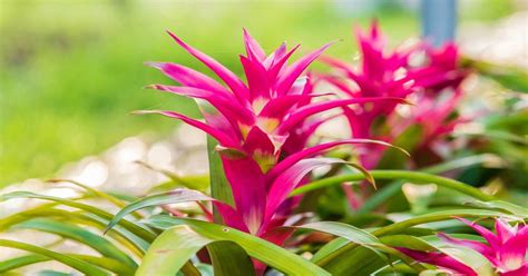 Bromelia la espectacular planta con flor que no es la típica y aguanta