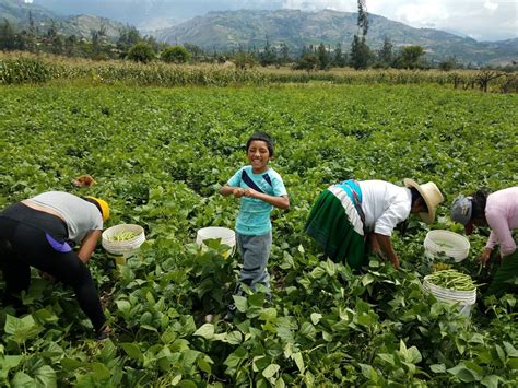 A Lesson Learned: Harvesting Green Beans | Teddy Dondanville