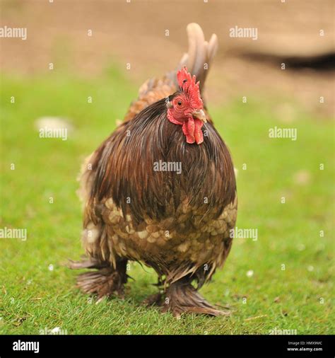 Pekin bantam hi-res stock photography and images - Alamy