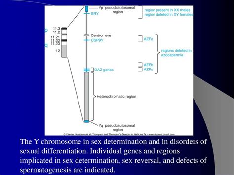 Ppt The Sex Chromosomes And Their Abnormalities Powerpoint