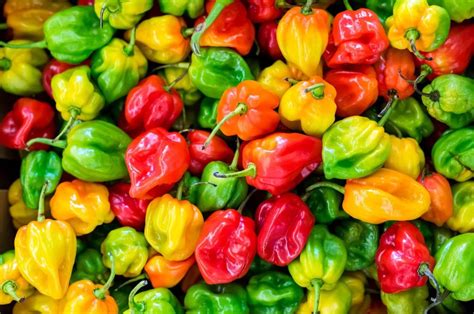 25 Facts About Habanero Pepper Ohmyfacts