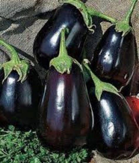 Eggplant Seeds black Beauty 0,25g Natural Farmer's Dream Баклажан ...