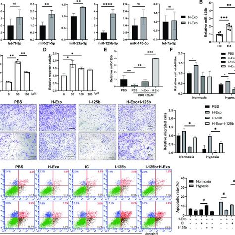 Hypoxic Exosomal MiR 125b Promotes Cell Proliferation Migration And