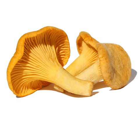 Mushroom Chanterelle Gold J Ambrogi Foods