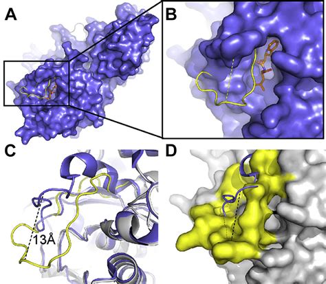 A Metal Iondependent Conformational Switch Modulates Activity Of The