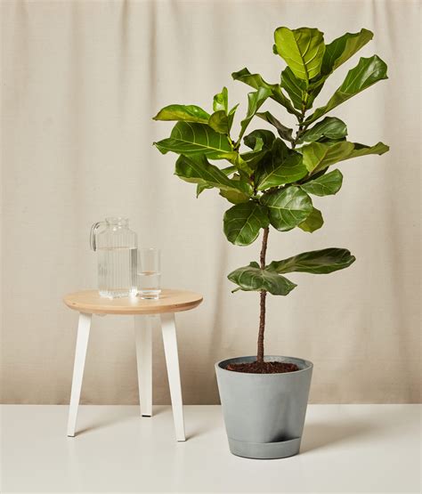 how to care for a fiddle leaf plant 6