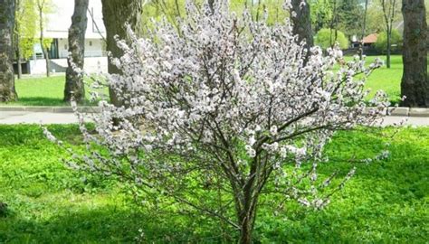 Китайская вишня: описание растения, разведение и уход