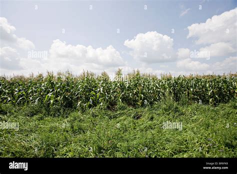 Corn Grass Weeds Hi Res Stock Photography And Images Alamy