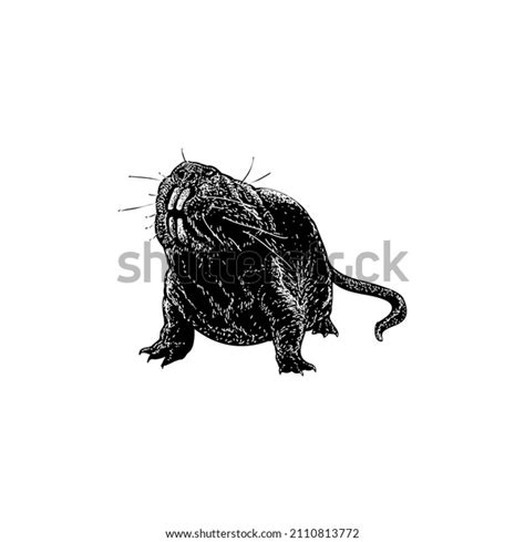 Naked Mole Rat Hand Drawing Vector Stock Vector Royalty Free Shutterstock