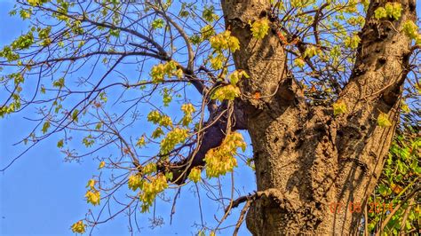 Plants Of Lahore Pakistan Firmiana Colorata Kashi Jungli