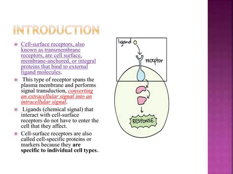 Cell Surface Receptorspptx