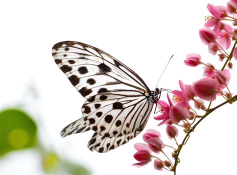 Butterfly Facts - Spirit Animal Info