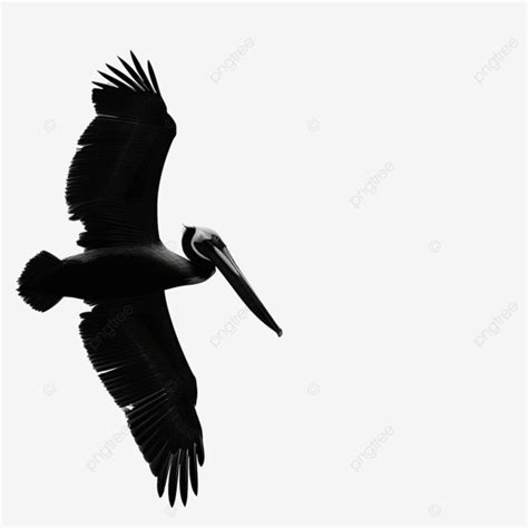 Pelican Flying Silhouette, Pelican, Flying, Side View PNG Transparent ...