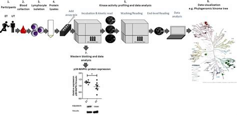 Experimental Design Of The Kinase Activity Profiling Of Human