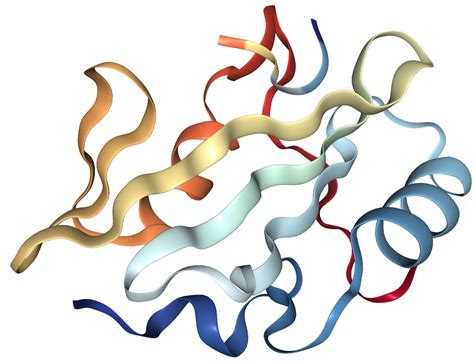 Her2/ERBB2 Protein Overview | Sino Biological