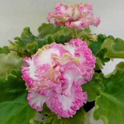 Сенполия (комнатная фиалка) ВВ-Дарина: особенности и характеристика ...