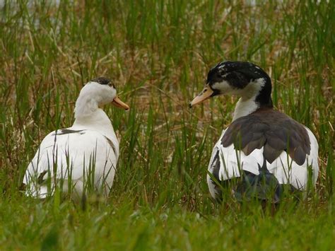 Two Ducks Chillin In A Hot Tub Five Feet Apart Cuz They Re Not Gay By Avery Marsh Redbubble