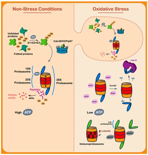 Biomolecules Free Full Text The Cys Sense Thiol Redox Switches