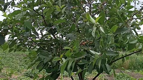 Anita Smith S Sex Videos Recorded Cam Shows 93 Stripchat