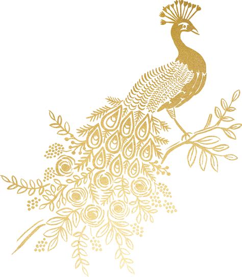 peacock feather drawing 6