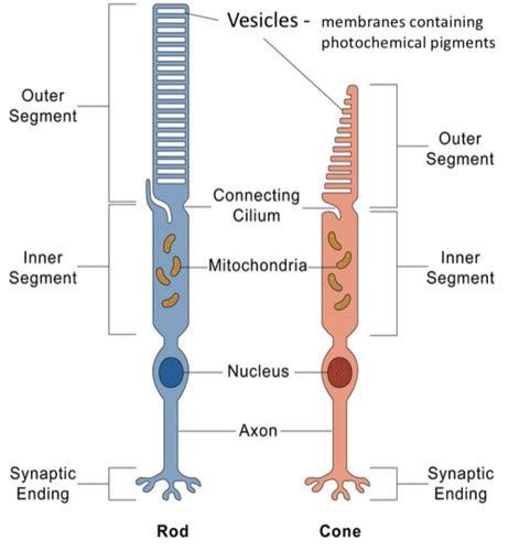 GPCR Flashcards | Quizlet