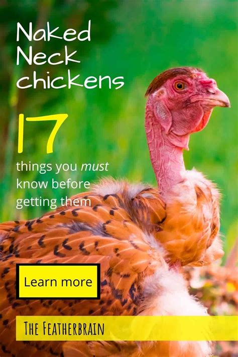 Considering Naked Neck Chickens The Things You Must Know First The Featherbrain