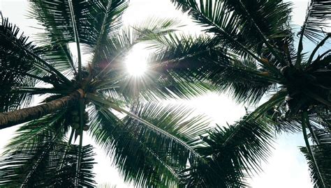 Why Is My Indoor Palm Tree Drooping At Paul Jamison Blog