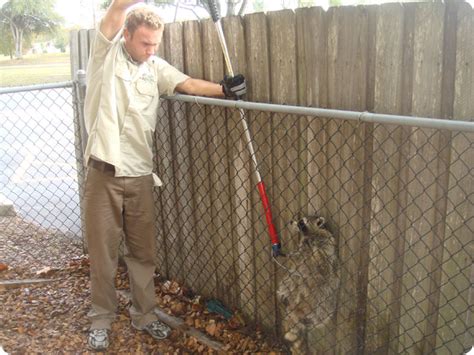 Raccoon Snare Snaring An Animal