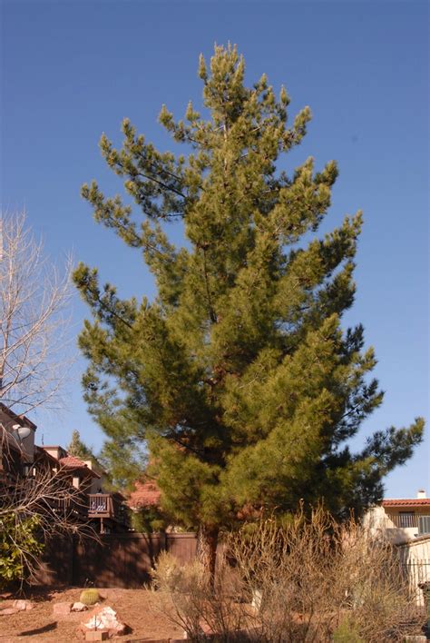 pinus ponderosa arizona pine arizona ponderosa pine blackjack pine bull pine pacific