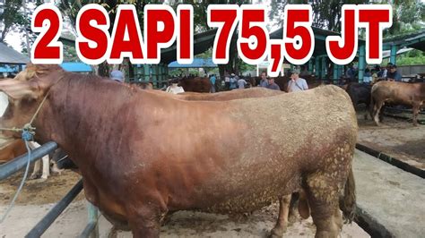 2 SAPI SUPER JUMBO 75 JUTA 500 RIBU DI PASAR HEWAN PELAIHARI TANAH LAUT