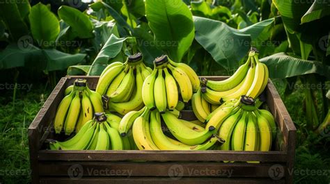 Freshly picked Banana fruit from garden placed in the boxes. Generative ...