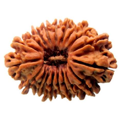 17 mukhi rudraksha benefits in hindi 17 मख रदरकष क फयद कमत