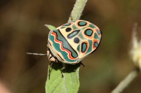 Beautiful Beetle