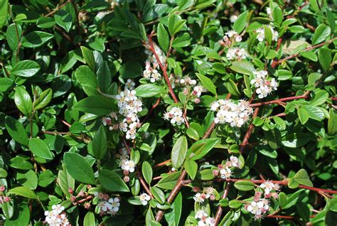 Common Evergreen Bushes