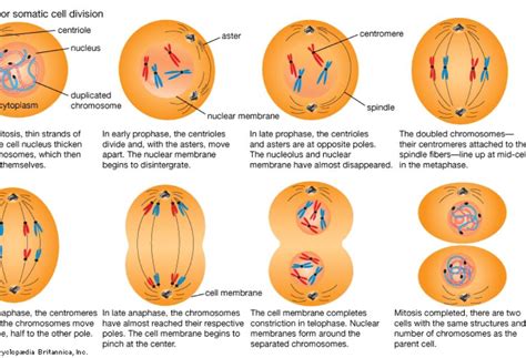 mitosis definition diagram stages  mitosis