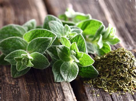 Средиземноморское растение орегано: краткая справка