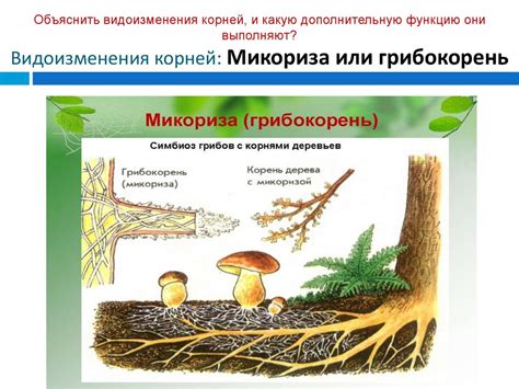 Корень. Корневые системы. 6 класс - презентация онлайн