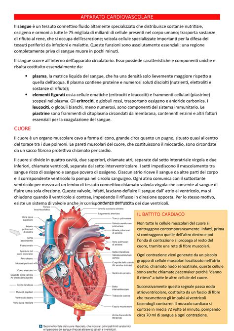 Apparato Cardiovascolare Apparato Cardiovascolare Il Sangue Un