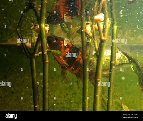 Black Comet Goldfish Hi Res Stock Photography And Images Alamy