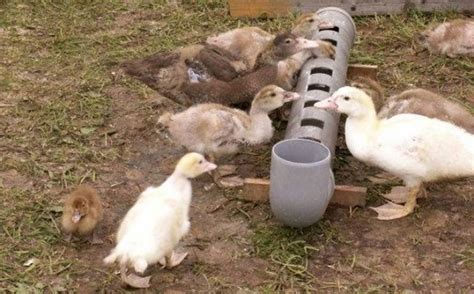 Поилка для индюков своими руками: пошаговая инструкция
