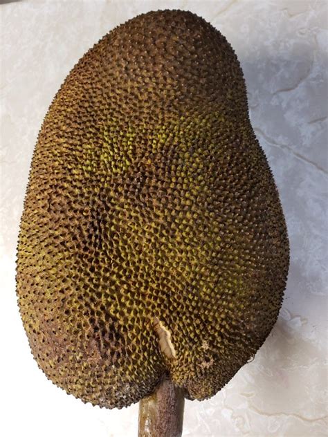 Jackfruit Origins Consumption Nutrition Facts Health Benefits Artofit