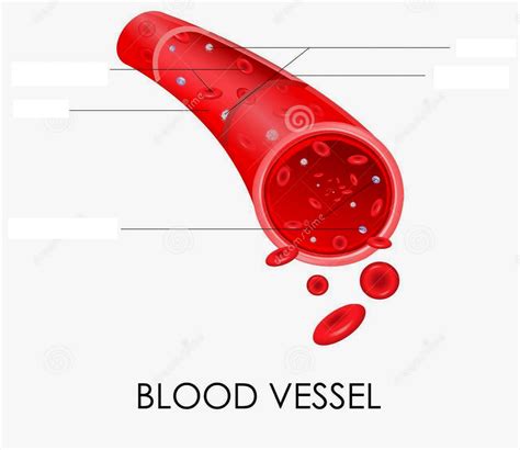 blood vessel Diagram | Quizlet
