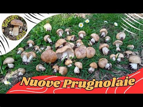 Funghi Prugnoli Come Dove E Quando Cercare Nuove Prugnolaie