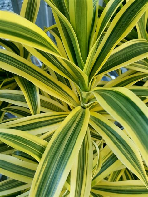 Dracaena reflexa Variegata | Wholesale Nursery - Nurseries in Melbourne ...