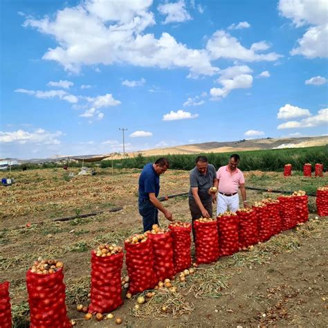 Çorum da soğan üretimi arttı Son Dakika