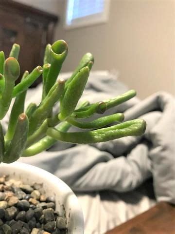 How To Grow And Take Care Of Gollum Jade Plant Jade Succulent Jade