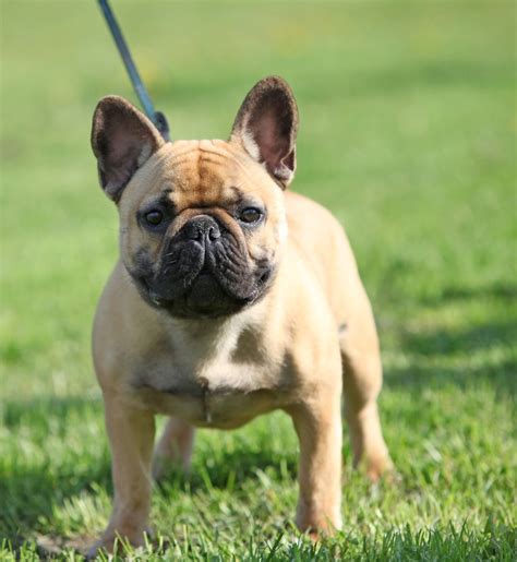 15 French Bulldog Facts That You May Find Fascinating